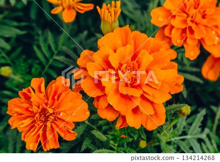 Akabori Kogiku Village Marigold Flowers 2-27 134214268