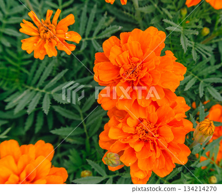 赤堀小菊村萬壽菊花 2-29 134214270