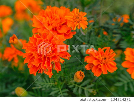 Akabori Kogiku Village Marigold Flowers 2-30 134214271