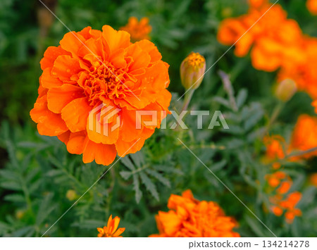 Akabori Kogiku Village Marigold Flowers 2-37 134214278