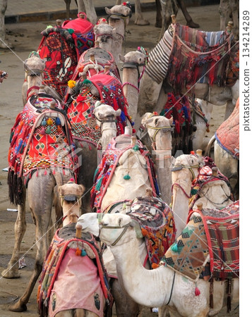 Tourist camels waiting Tourist camels waiting 134214289