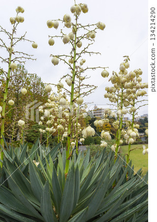 Yucca gloriosa. Spanish dagger. Blooming evergreen succulent with white flowers, growing in the Shinjuku gyoen, Japan. Yucca gloriosa. Spanish dagger. Blooming evergreen succulent with white flowers, growing in the Shinjuku gyoen, Japan. 134214290