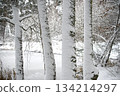 Snowy Forest Scene With Tree Trunks Beside a Quiet River in Winter 134214297