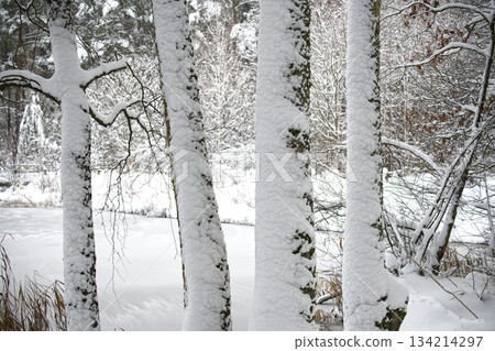 Snowy Forest Scene With Tree Trunks Beside a Quiet River in Winter Snowy Forest Scene With Tree Trunks Beside a Quiet River in Winter 134214297