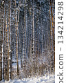 Snowy Pine Forest With Tall Snow-Covered Trees in Winter Light 134214298