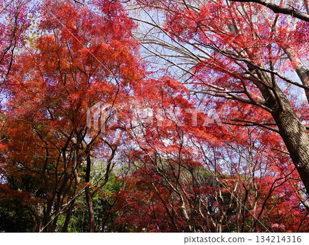 鎌倉的舞獅場景，一片鮮紅的世界，金黃色的銀杏樹已然凋零，只剩下楓葉。 134214316