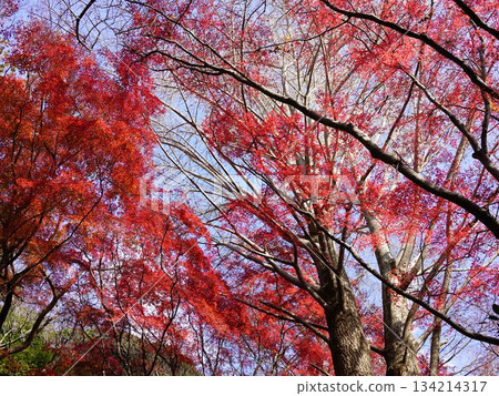 鎌倉的舞獅場景，一片鮮紅的世界，金黃色的銀杏樹已然凋零，只剩下楓葉。 134214317