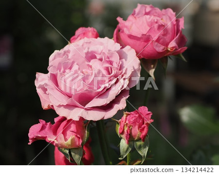 Blooming in the early summer light - Kasuga City Garden Rose "Chante Rose Misato" Blooming in the early summer light - Kasuga City Garden Rose "Chante Rose Misato" 134214422