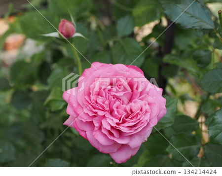 花蕾與花朵的對話—春日市玫瑰“莫利納爾玫瑰” 花蕾與花朵的對話—春日市玫瑰“莫利納爾玫瑰” 134214424