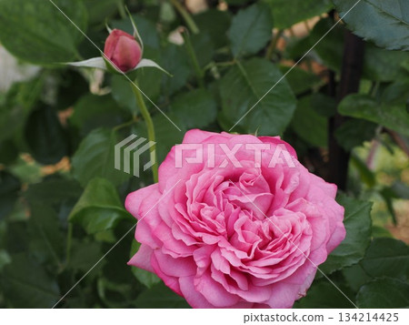 Blooming Silence - A view of the rose "La Rose de Molinard" in Kasuga City Blooming Silence - A view of the rose "La Rose de Molinard" in Kasuga City 134214425