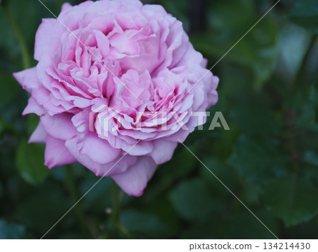 Blooming at the Heart of Fragrance: The Colors of La Rose de Molinard in Kasuga City 134214430