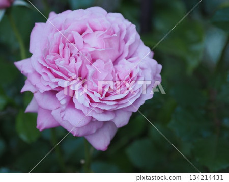 盛開的寧靜－春日市「莫利納爾玫瑰」的設計 134214431