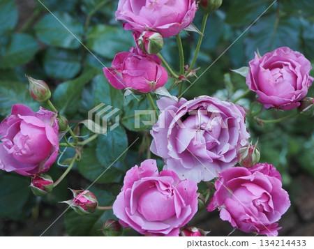 淡淡的紫色－春日市的一簇紫菀 134214433