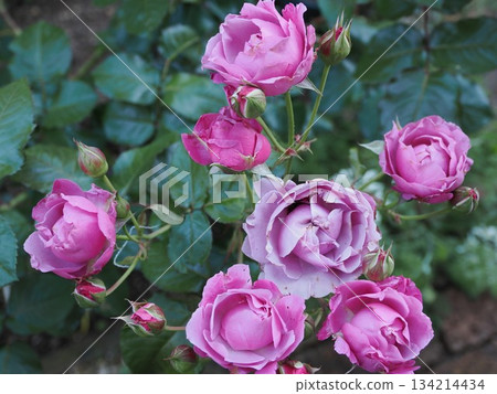 春日市靜紫花綻放的瞬間——玫瑰“Syrinx” 134214434