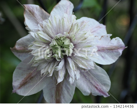 Layers of flowers embracing light - A tranquil view of Clematis "Water Fairy" in Kasuga City 134214436