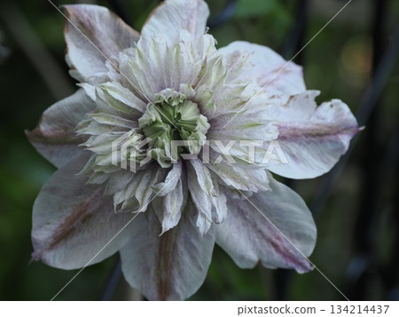 A pale purple flash - the creation of the Clematis "Water Fairy" in Kasuga City 134214437