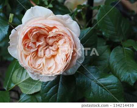 淡桃色的寧靜－來自春日市的單朵禪意玫瑰「馬丘」。 134214439