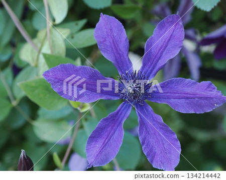 Deep Purple Balance - The Brilliance of Clematis 'Aphrodite Elegafumina' in Kasuga City Deep Purple Balance - The Brilliance of Clematis 'Aphrodite Elegafumina' in Kasuga City 134214442