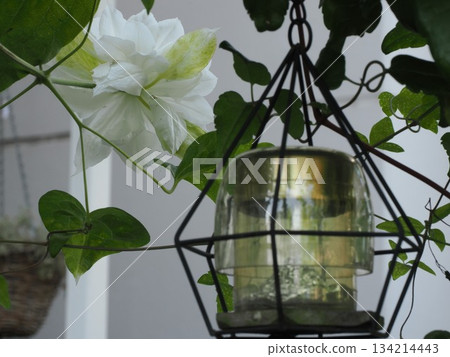 The Elegance of White - The Appearance of Clematis 'Duchess of Edinburgh' in Kasuga City The Elegance of White - The Appearance of Clematis 'Duchess of Edinburgh' in Kasuga City 134214443