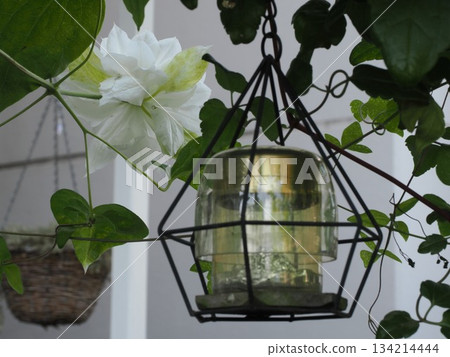 The Elegance of White - The Appearance of Clematis 'Duchess of Edinburgh' in Kasuga City 134214444