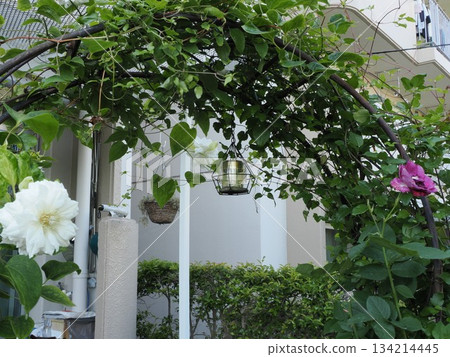 The intersection of white and red: Clematis "Duchess of Edinburgh" and "Monplaisir" in Kasuga City 134214445