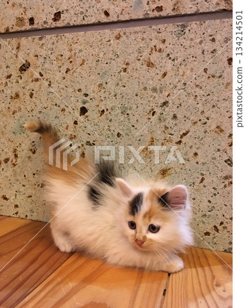 一隻小貓 一隻小貓 134214501