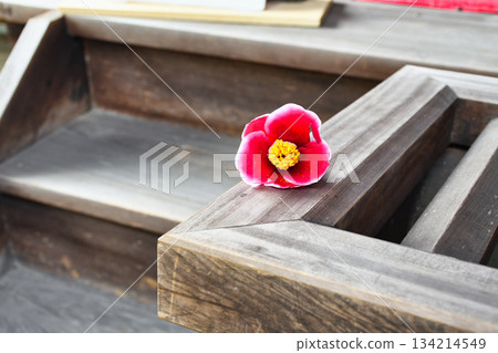 Beautiful camellia flowers at Reikanji Temple in Kyoto during the spring special viewing period (Sakyo Ward, Kyoto City, Kyoto Prefecture) Beautiful camellia flowers at Reikanji Temple in Kyoto during the spring special viewing period (Sakyo Ward, Kyoto City, Kyoto Prefecture) 134214549