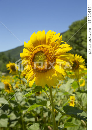 Beautiful sunflowers basking in the sunlight Beautiful sunflowers basking in the sunlight 134214564