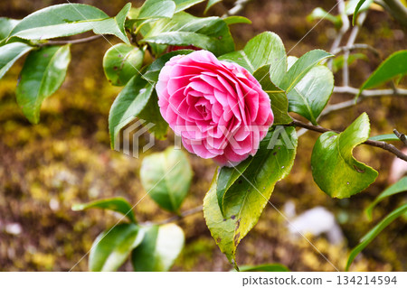 Beautiful camellia flowers at Reikanji Temple in Kyoto during the spring special viewing period (Sakyo Ward, Kyoto City, Kyoto Prefecture) Beautiful camellia flowers at Reikanji Temple in Kyoto during the spring special viewing period (Sakyo Ward, Kyoto City, Kyoto Prefecture) 134214594