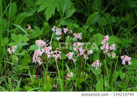 A cluster of cute, pink, funnel-shaped rock lilies with lobed edges blooming in the marshlands of Hachimantai National Park A cluster of cute, pink, funnel-shaped rock lilies with lobed edges blooming in the marshlands of Hachimantai National Park 134214740