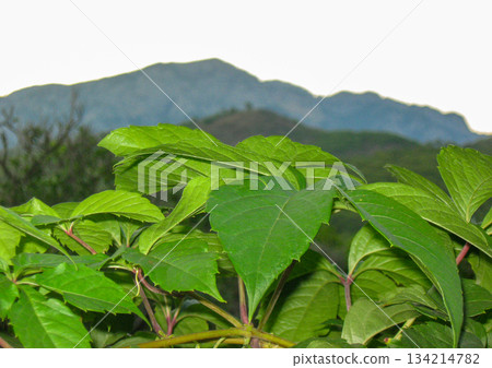 Green leaves close up with mountain backdrop nature background horizontal 134214782