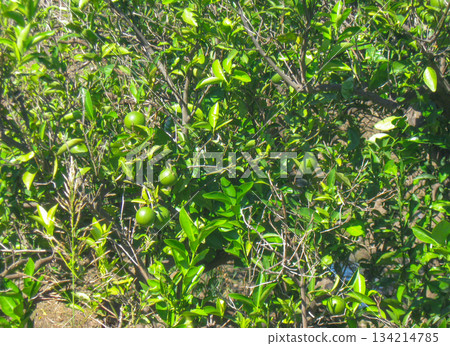 Green citrus fruits on branches in orchard unripe fruit horizontal Green citrus fruits on branches in orchard unripe fruit horizontal 134214785