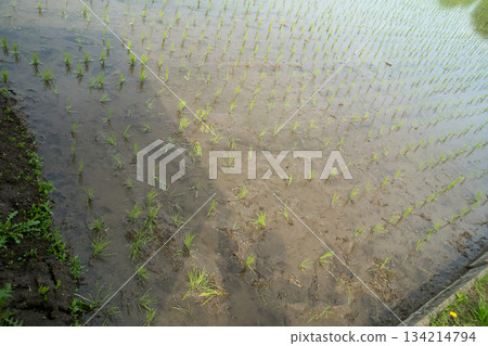 稻田 下種 播種 134214794