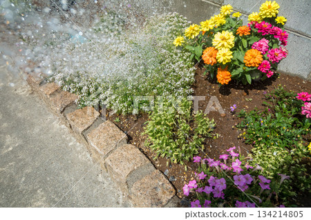 Watering the flower beds in the garden Watering the flower beds in the garden 134214805