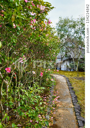 Beautiful camellia flowers at Reikanji Temple in Kyoto during the spring special viewing period (Sakyo Ward, Kyoto City, Kyoto Prefecture) 134214842