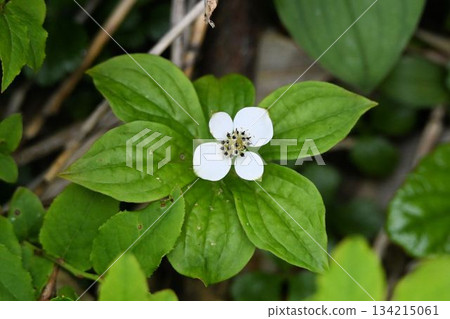 在十和田八幡平國立公園的八幡平池中，可以看到美麗的白色花瓣狀的御前橘花。 134215061