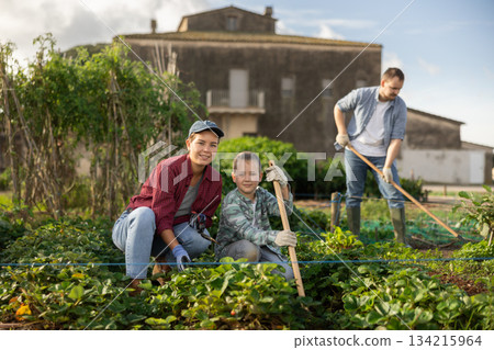 Farmer woman and her son planting strawberries Farmer woman and her son planting strawberries 134215964
