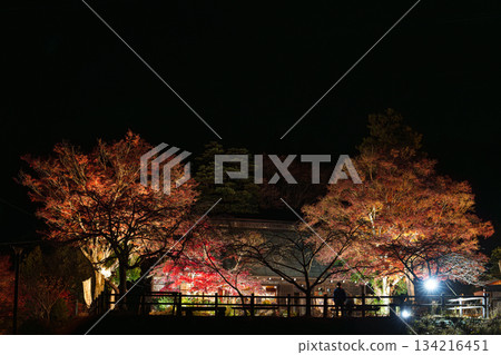 A hideaway in Hadano: The light of Ryokusuian in December 134216451