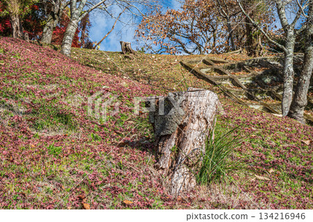 京都府笠木町,山坡上散落著落下的楓葉。 京都府笠木町,山坡上散落著落下的楓葉。 134216946