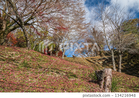 京都府笠木町,山坡上散落著落下的楓葉。 京都府笠木町,山坡上散落著落下的楓葉。 134216948