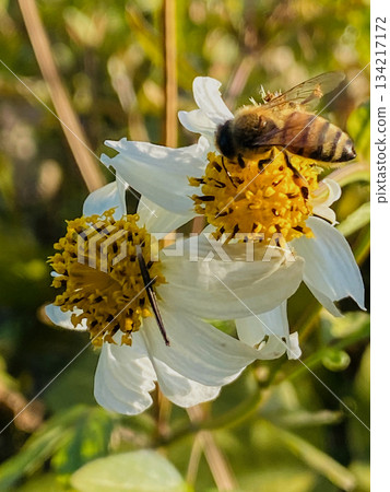 白花和蜜蜂 134217172