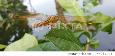 A golden dragonfly perched on a branch. A golden dragonfly perched on a branch. 134217293