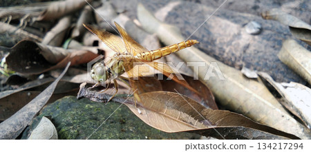 A golden dragonfly perched on a branch. 134217294