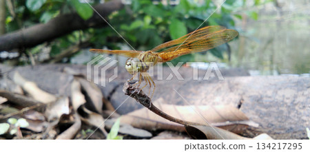 A golden dragonfly perched on a branch. A golden dragonfly perched on a branch. 134217295