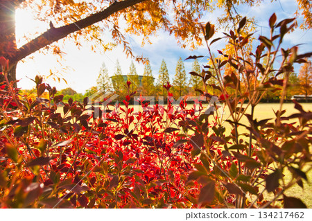 Late Autumn Park Late Autumn Park 134217462