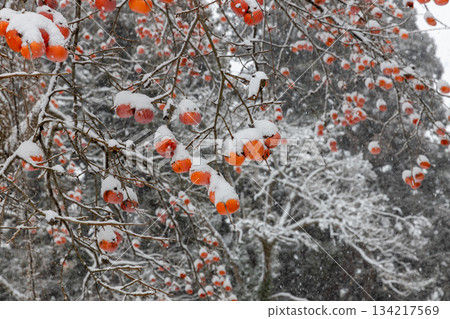 Persimmon tree with snow 134217569