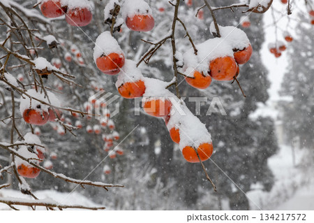 柿子養了雪 柿子養了雪 134217572