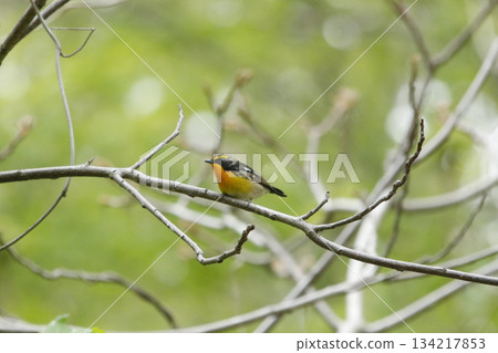 水仙霸鶲(Ficedula narcissina),北海道野生鳥類 水仙霸鶲(Ficedula narcissina),北海道野生鳥類 134217853