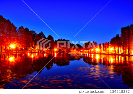 Bessho Numa Park in late autumn: Night view of deciduous conifers with their autumn leaves Bessho Numa Park in late autumn: Night view of deciduous conifers with their autumn leaves 134218282