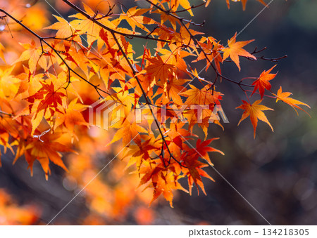 Sakurayama Park Autumn leaves scenery 1-51 Sakurayama Park Autumn leaves scenery 1-51 134218305